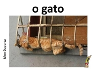 O gato